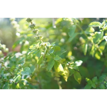 Natural Dried Tulsi Leaves